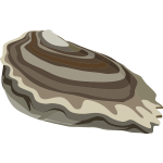 food oysters ocean
