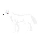 Wolf on white background