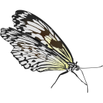 Walking butterfly vector drawing