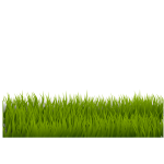 grass 120120171