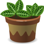 House Plant With Green Leaves
