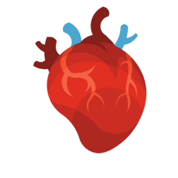 Human heart anatomy