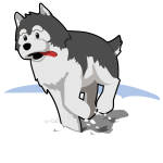 Husky running in snow