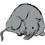 Japanese rat