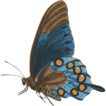 butterfly (papilio philenor) - side