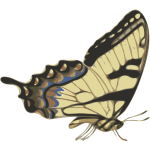 butterfly (papilio turnus) side view