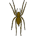 Vector illustration of brown spider