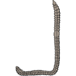 Vector illustration of earthworm