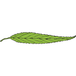 lanceolate leaf