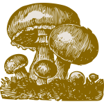 Mushrooms vector image