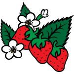 Vector image of freshly picked strawberries