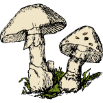 Two mushrooms vector