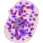 mast_cell