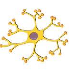 neuron-interneuron 2