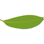 laurel leaf underside