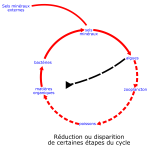 eutrophisation cycle