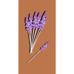 lavender04