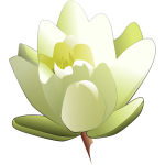 Water Lily Vector Image