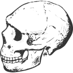 Amud skull grayscale