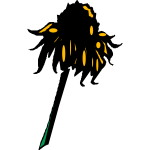 Flower (Rudbeckia)