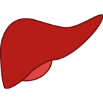 Liver in red