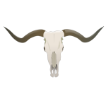 Longhorn skull vector image