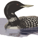 Loon in water