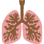 Lungs and bronchus