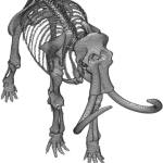 Aminated Mammoth Skeleton