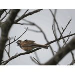 meadow bunting 02