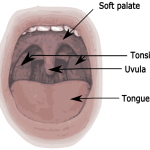 Mouth Diagram