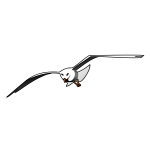 Drawing of flying Laughing gull
