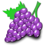 Vector illustration of grapes