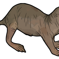 Naked Mole Rat Illustration