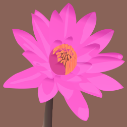 Pink Water Lily
