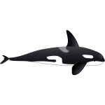 Vector image of big orca