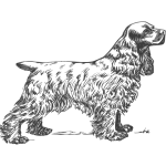 Cocker Spaniel grayscale vector drawing