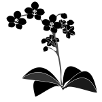 Phalaenopsis - Silueta