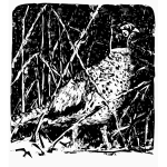 Pheasant vector image