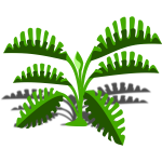 Philodendron