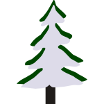Pine in winter