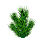 Pine branch vector image