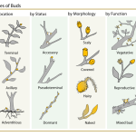 Plant Buds Classification