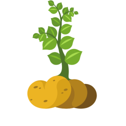 Potato plants
