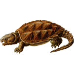 prehistoric turtle 1
