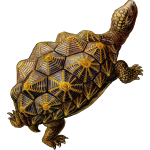prehistoric turtle 3