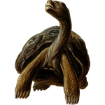 prehistoric turtle 4
