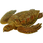 prehistoric turtle 7