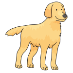 dog - Golden Retriever
