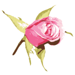 Pink rose-1573200836